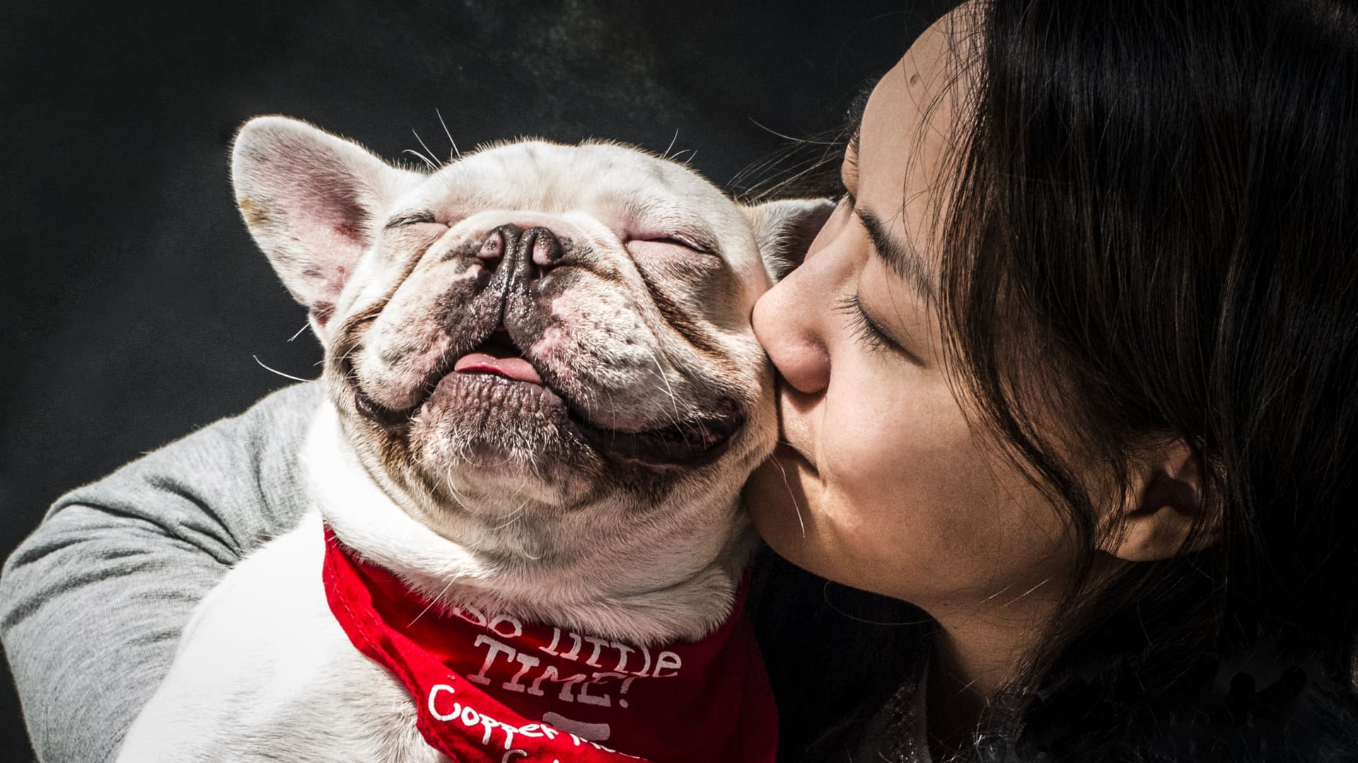 Spot Pet Insurance Review 2025